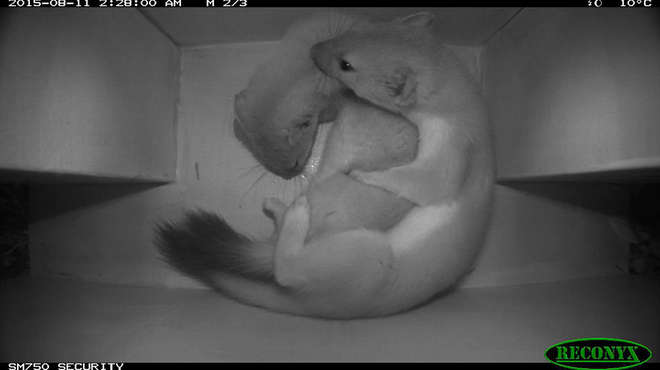 camera-trap-image-of-stoats