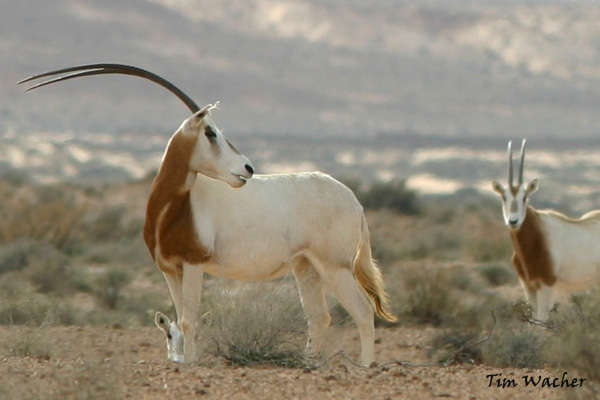 scimitar-horned-oryx_tim-wacher