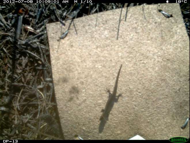 using-camera-traps-to-detect-terrestrial-reptiles-is-certainly-possible-and-effective