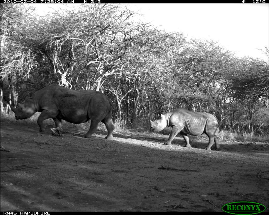 RSEC rhino Tim O'Brien