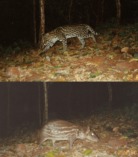 Marcus camera traps SI blog