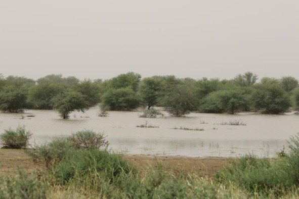 Gibbo's flooded roost (Chris Orsman)
