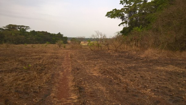 Pied Fly habitat (John Mallord)