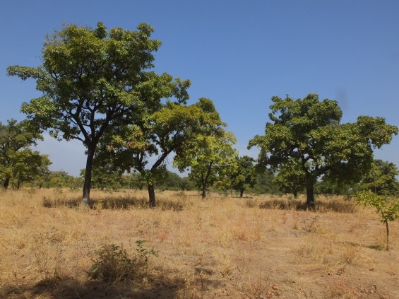 Shea parkland (John Mallord)