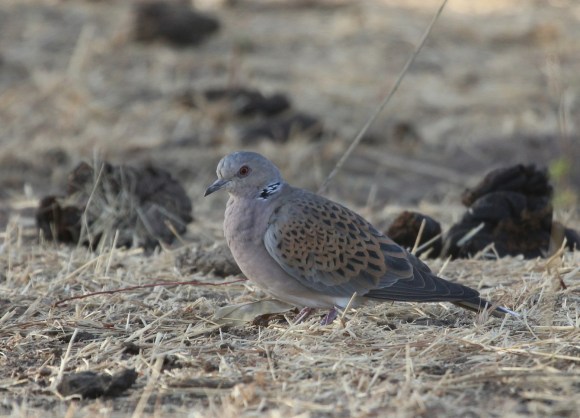 TD Senegal Feb 2015 (Ian Francis)