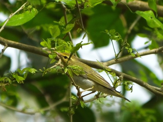 Wood Warbler (John Mallord)