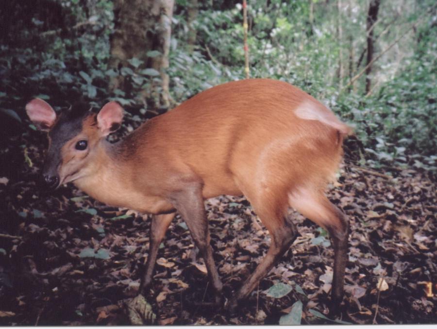Harvey's_Duiker 14_aug04 credit Francesco Rovero
