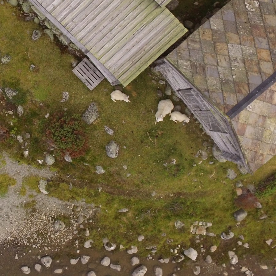 sheep drone